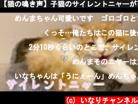 【猫の鳴き声】子猫のサイレントニャーが可愛すぎる…！  (c) いなりチャンネル
